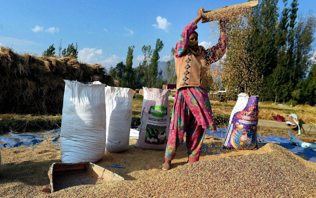 What’s troubling the main driving force in India’s farmlands?